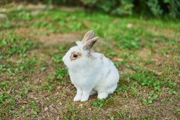 White rabbit on a meadow