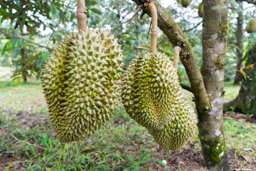 Durian in the fruit garden