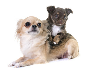 puppy chihuahua and mother