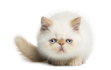 Front view of an Exotic Shorthair kitten, lying, looking at the camera, 2,5 months old, isolated on white