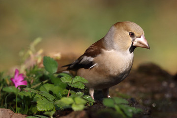 Hawfinch at feeding point