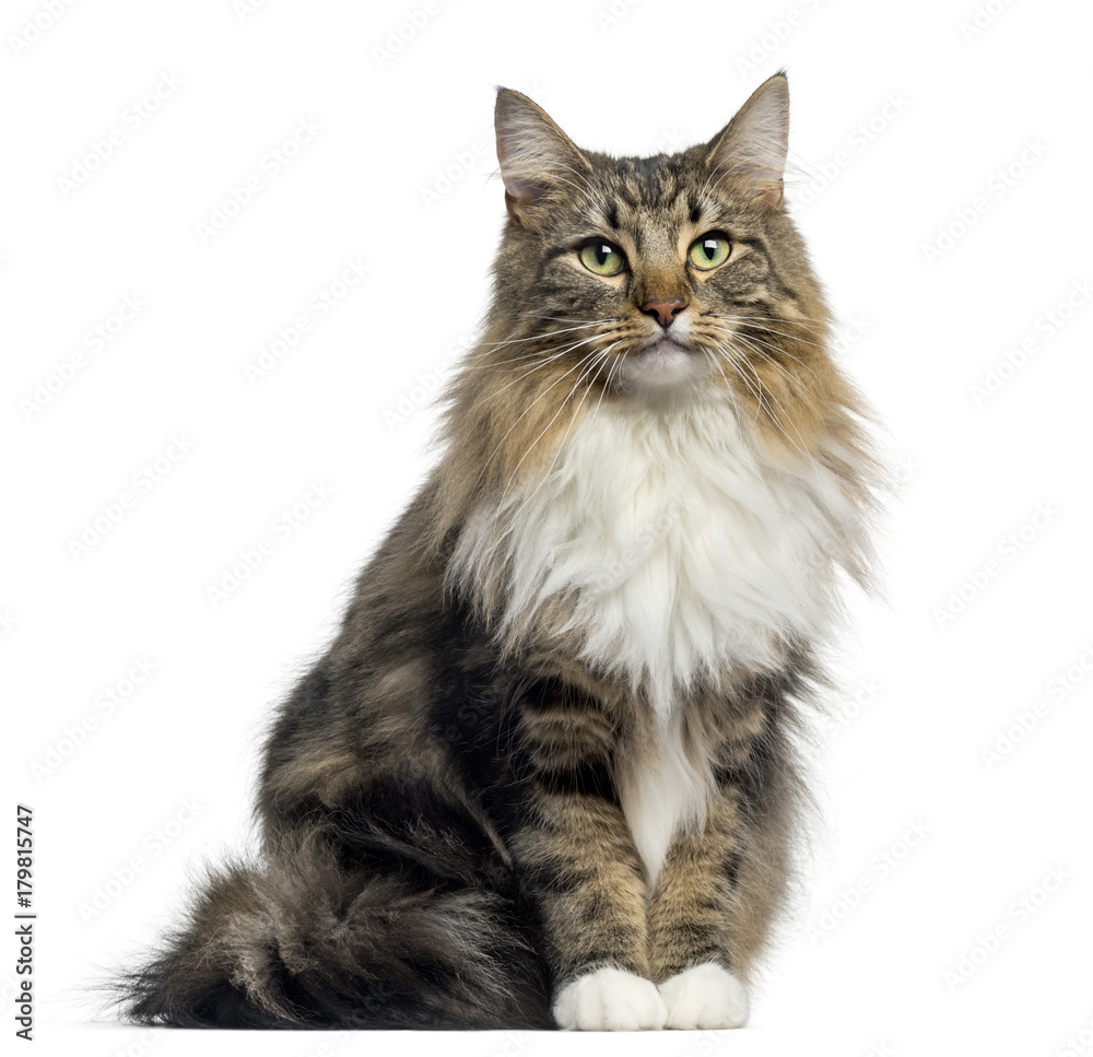 Poster front view of a norwegian forest cat sitting, looking at the camera, isolated on white