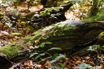 Wald im Herbst