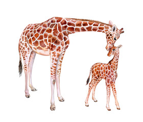 Giraffes. Mum with baby isolated on white background. Chilhood. Watercolor. Illustration. Template. Clip art. © Yuliia