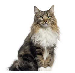 Wall murals Cat Front view of a Norwegian Forest cat sitting, looking at the camera, isolated on white