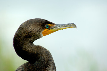 blue eyed bird in the everglades