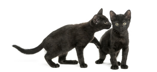Black kitten sniffing at other kitten, 2 months old, isolated on
