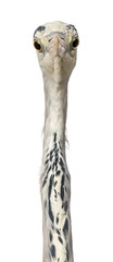 Close-up of a Grey Heron facing, looking at the camera, Ardea Ci