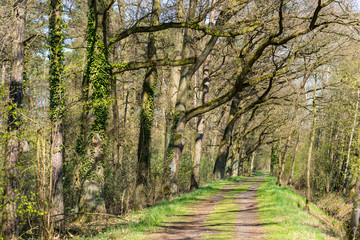 Obraz premium Forstweg in einem Wald