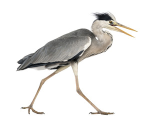 Side view of an Grey Heron walking, screaming, Ardea Cinerea, 5 years old, isolated on white
