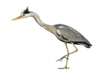 Side view of a Grey Heron standing on one leg, curious, Ardea Ci