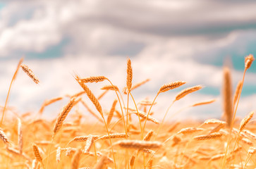Ears of golden wheat closeup. Wheat field