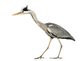 Side view of a Grey Heron walking, curious, Ardea Cinerea, 5 yea