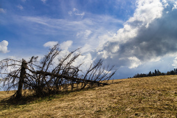 drzewo i chmura © byfor