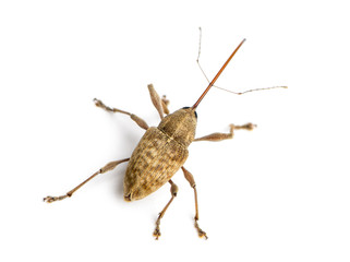 View from up high of a Acorn weevil, Curculio glandium, isolated