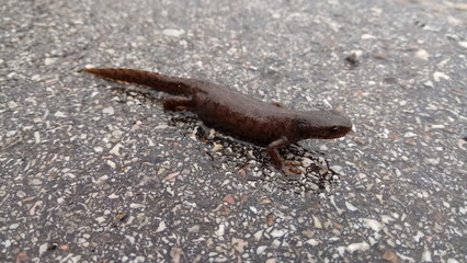 salamander on wet ground