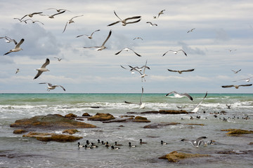 Fototapety  Ptaki morskie. Ptaki morskie to ptaki przystosowane do życia w środowisku morskim.