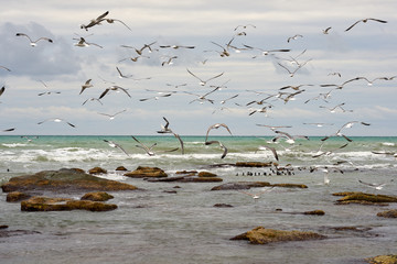 Birds of the sea. Seabirds are birds that are adapted to life within the marine environment.