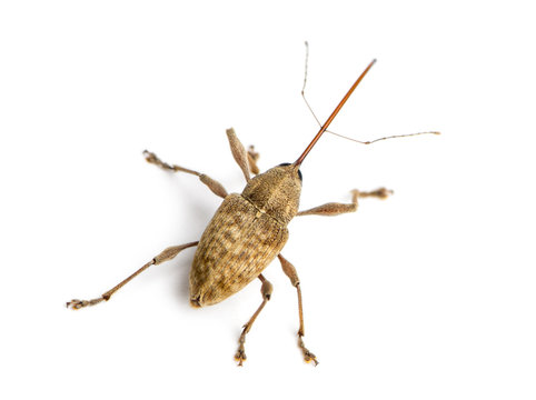 View from up high of a Acorn weevil, Curculio glandium, isolated