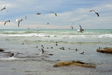 Birds of the sea. Seabirds are birds that are adapted to life within the marine environment.