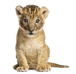 Lion cub sitting, looking at the camera, 4 weeks old, isolated on white