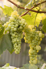 large ripening bunch of white grape on the vine