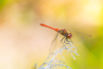 Beautiful nature background with colorful dragonfly and green leaf