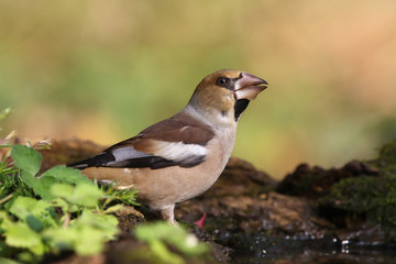 Hawfinch at feeding point