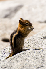 Streifenhörnchen im Yosemite Nationalpark