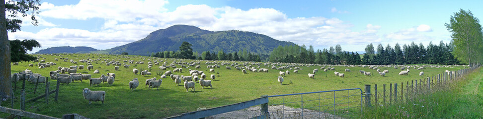 sheep panorma