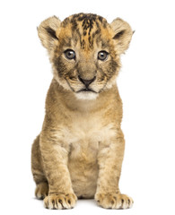 Fototapeta premium Lion cub sitting, looking at the camera, 4 weeks old, isolated on white