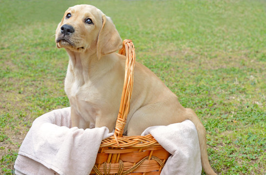 Adorable Golden Labrador Retriever Puppy Sitting in a Basket on the Grass.

