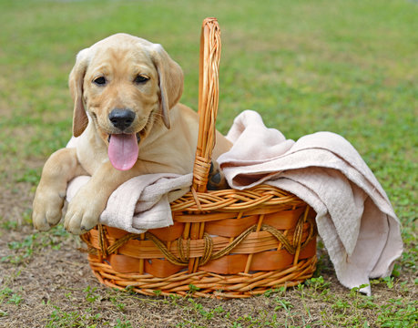 Cute Golden Labrador Retriever Puppy tucked in Towel on a Basket on the Grass.