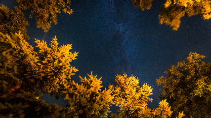 Night sky photography background taken from pine tree forest, beautiful stars and milky way