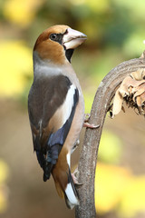 Hawfinch at feeding point