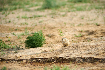 The great gerbil (Rhombomys opimus).  The great gerbil is a large gerbil found throughout much of Central Asia.