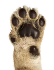 Fototapeta premium Close-up of Lion cub's pad, 4 weeks old, isolated on white