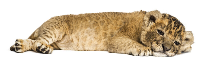 Lion cub lying down, looking exhausted, 4 weeks old, isolated on white