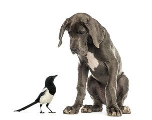 Great Dane sitting and looking at a magpie