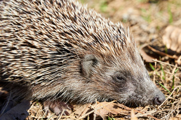 Hedgehog. A hedgehog is any of the spiny mammals of the subfamily Erinaceinae. Hedgehogs have a coat of stiff, sharp spines.