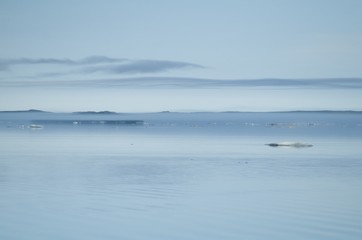 The coast of the arctic island in the fog