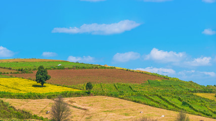 The landscape scenery of the hilly agriculture crop field around countryside area of Pindaya, Shan state, Myanmar