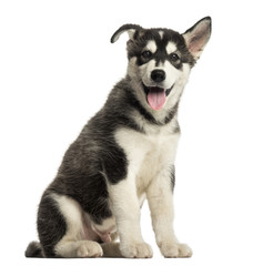Husky malamute puppy sitting, panting, isolated on white