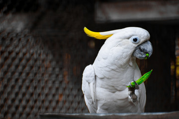 white parrot