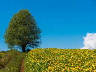 The landscape scenery of the yellow niger seed sunflower crop field with the background of tree and clear blue sky at Pindaya, Shan state, Myanmar