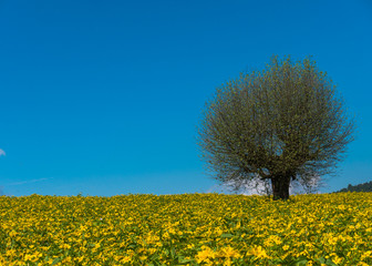 Fototapeta premium The landscape scenery of the yellow niger seed sunflower crop field with the background of tree and clear blue sky at Pindaya, Shan state, Myanmar