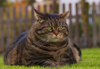 Plump tabby cat with cranky expression lying on grass