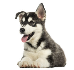 Husky malamute puppy lying, panting, isolated on white