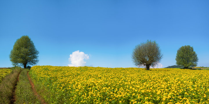 The panoramic landscape scenery of the yellow niger seed sunflower crop field with the background of tree and clear blue sky at Pindaya, Shan state, Myanmar