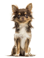 Chihuahua sitting, looking at the camera, isolated on white